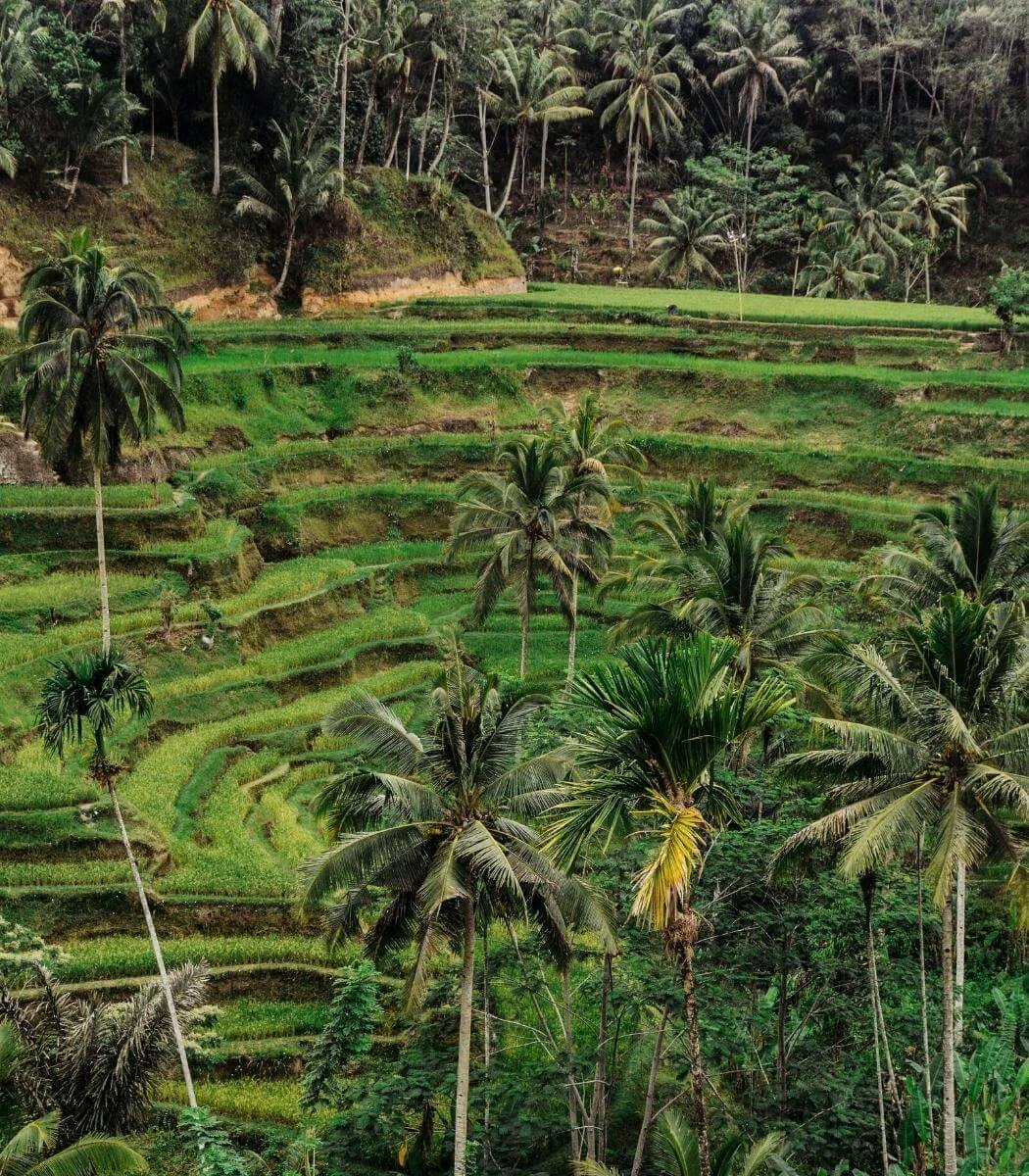 Balinese rice fields 