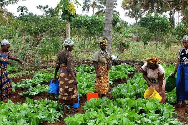 women working in fields