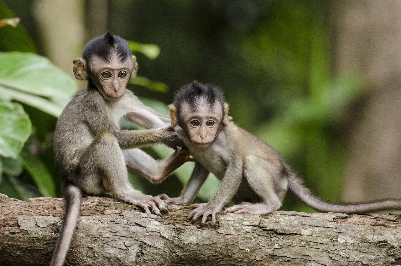 2 baby monkeys