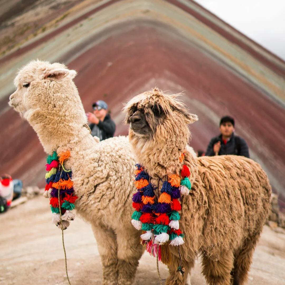 llamas in rainbow mountains