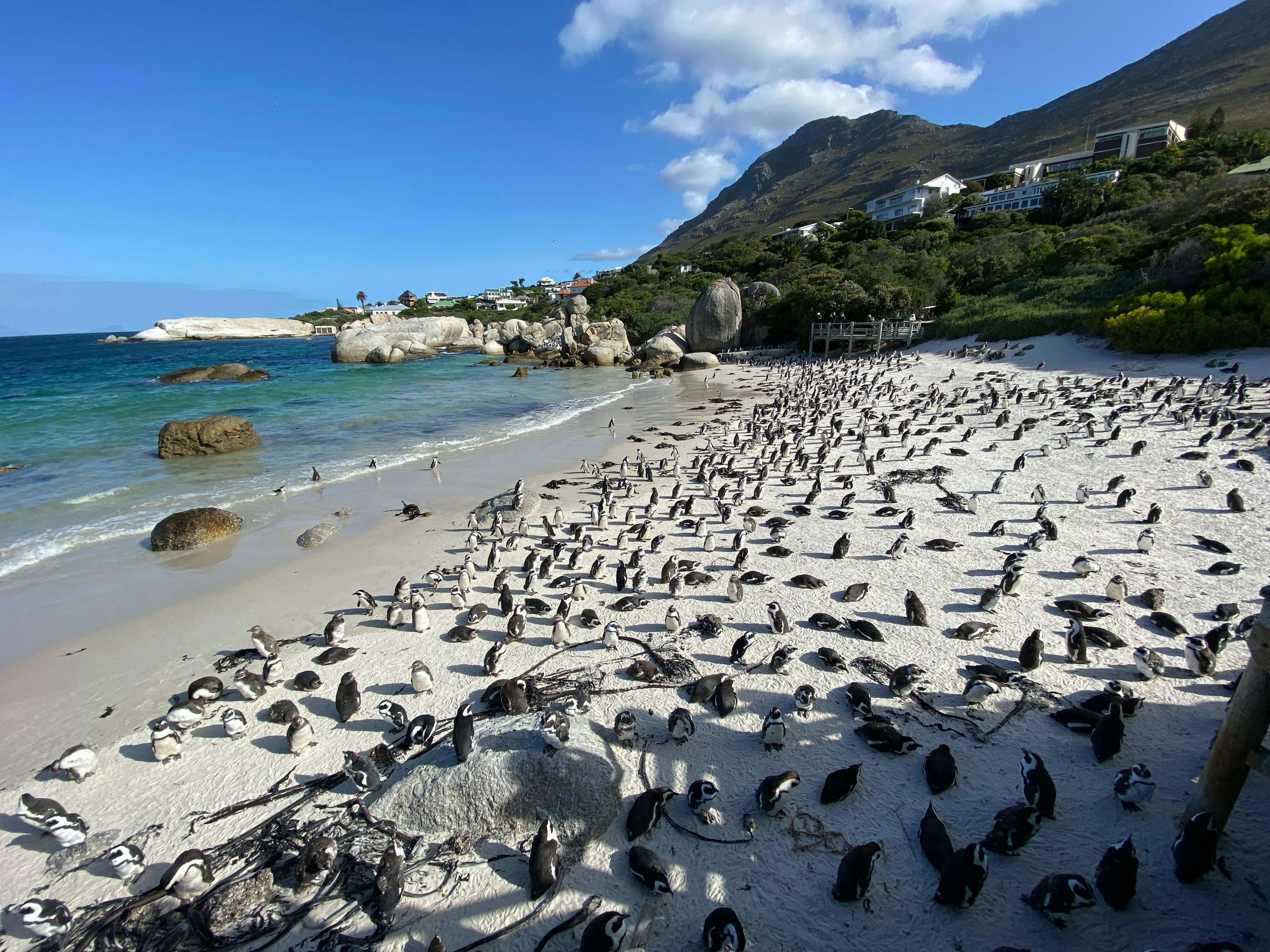 Penguin Beach South Africa