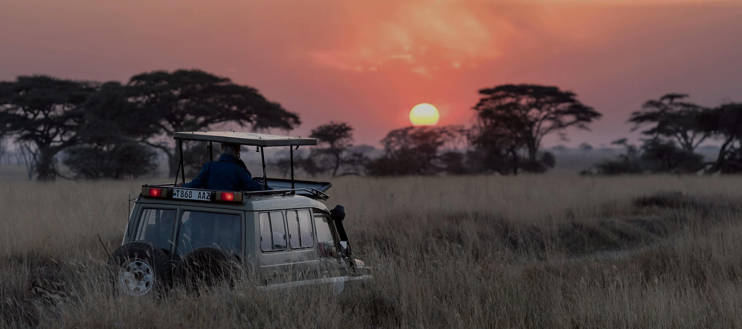 safari at sunset