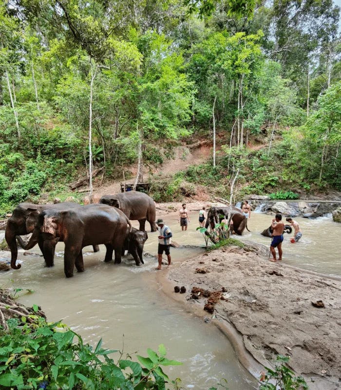 Elephant Freedom Village