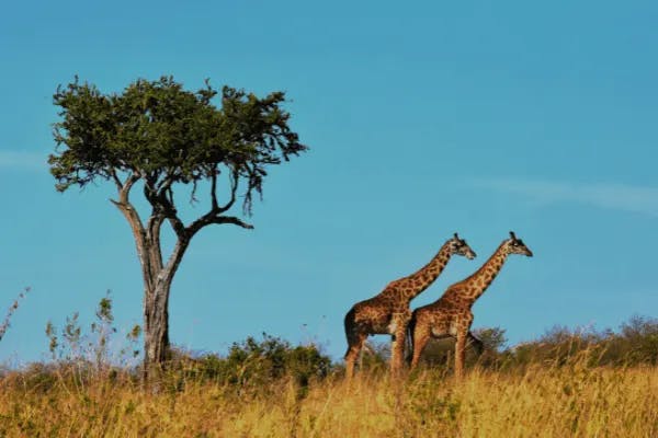 giraffes in africa