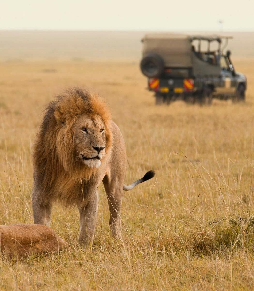lion and jeep on safari